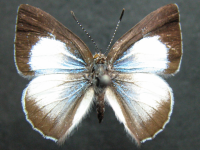 Adult Female Upper of Blue Moonbeam - Philiris nitens nitens